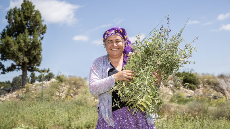 Çaltıbozkır ada çayında hasat zamanı
